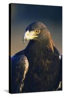 Golden Eagle-W^ Perry Conway-Stretched Canvas