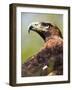 Golden Eagle-Denise Swanson-Framed Photographic Print