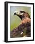 Golden Eagle-Denise Swanson-Framed Photographic Print