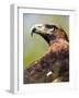 Golden Eagle-Denise Swanson-Framed Photographic Print