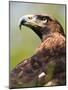 Golden Eagle-Denise Swanson-Mounted Photographic Print