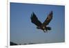 Golden Eagle-W. Perry Conway-Framed Photographic Print