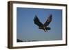 Golden Eagle-W. Perry Conway-Framed Photographic Print