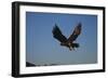 Golden Eagle-W. Perry Conway-Framed Photographic Print