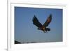 Golden Eagle-W. Perry Conway-Framed Photographic Print