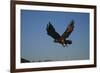 Golden Eagle-W. Perry Conway-Framed Photographic Print