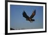 Golden Eagle-W. Perry Conway-Framed Photographic Print