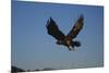 Golden Eagle-W. Perry Conway-Mounted Photographic Print