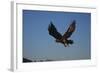 Golden Eagle-W. Perry Conway-Framed Photographic Print