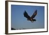 Golden Eagle-W. Perry Conway-Framed Photographic Print