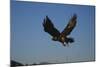 Golden Eagle-W. Perry Conway-Mounted Photographic Print