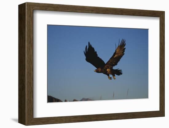 Golden Eagle-W. Perry Conway-Framed Photographic Print