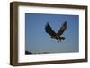 Golden Eagle-W. Perry Conway-Framed Photographic Print