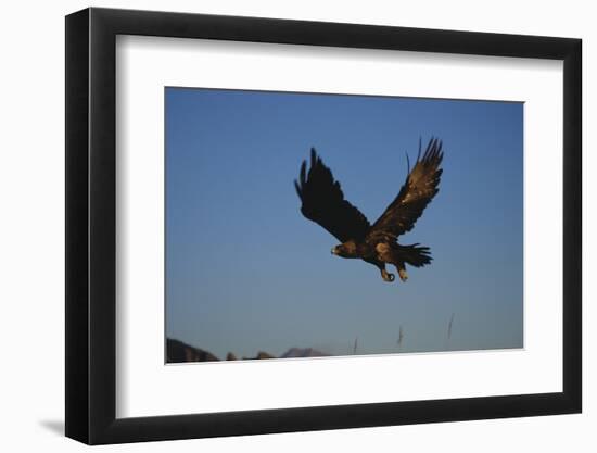 Golden Eagle-W. Perry Conway-Framed Photographic Print