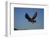 Golden Eagle-W. Perry Conway-Framed Photographic Print