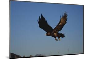 Golden Eagle-W. Perry Conway-Mounted Photographic Print