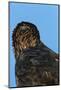 Golden Eagle-W. Perry Conway-Mounted Photographic Print