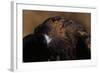 Golden Eagle-W. Perry Conway-Framed Photographic Print