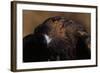 Golden Eagle-W. Perry Conway-Framed Photographic Print