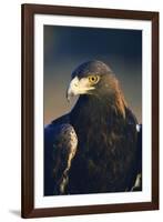 Golden Eagle-W^ Perry Conway-Framed Photographic Print