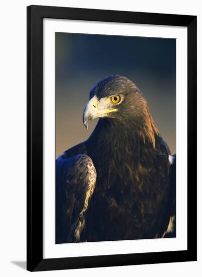 Golden Eagle-W^ Perry Conway-Framed Photographic Print