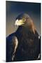 Golden Eagle-W^ Perry Conway-Mounted Photographic Print