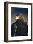 Golden Eagle-W^ Perry Conway-Framed Photographic Print