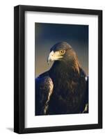 Golden Eagle-W^ Perry Conway-Framed Photographic Print