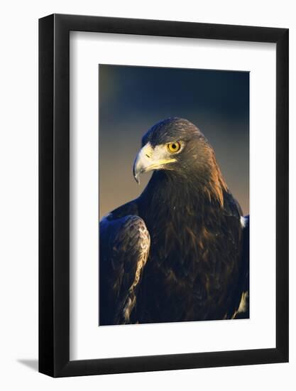 Golden Eagle-W^ Perry Conway-Framed Photographic Print