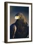 Golden Eagle-W^ Perry Conway-Framed Photographic Print