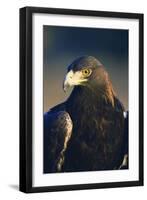 Golden Eagle-W^ Perry Conway-Framed Photographic Print