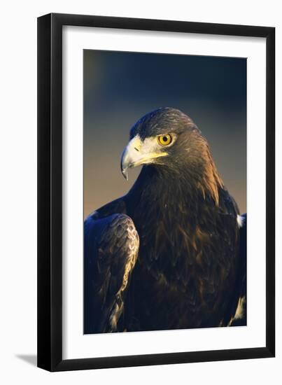 Golden Eagle-W^ Perry Conway-Framed Photographic Print