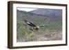 Golden Eagle-null-Framed Photographic Print