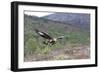 Golden Eagle-null-Framed Photographic Print