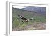 Golden Eagle-null-Framed Photographic Print