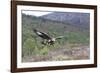 Golden Eagle-null-Framed Photographic Print