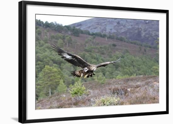 Golden Eagle-null-Framed Photographic Print