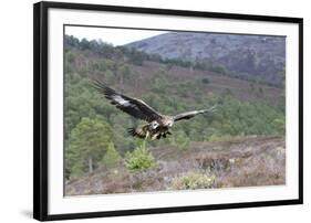 Golden Eagle-null-Framed Photographic Print