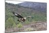 Golden Eagle-null-Mounted Photographic Print