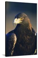 Golden Eagle-W^ Perry Conway-Stretched Canvas