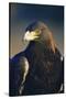 Golden Eagle-W^ Perry Conway-Stretched Canvas