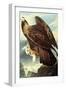 Golden Eagle-John James Audubon-Framed Art Print