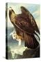 Golden Eagle-John James Audubon-Stretched Canvas