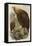 Golden Eagle-John Gould-Framed Stretched Canvas