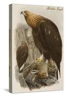 Golden Eagle-John Gould-Stretched Canvas