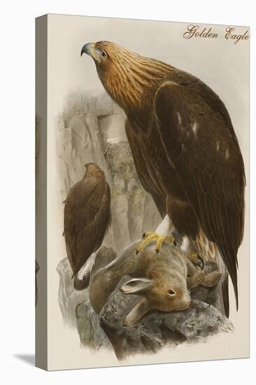 Golden Eagle-John Gould-Stretched Canvas