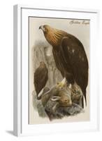 Golden Eagle-John Gould-Framed Art Print