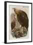 Golden Eagle-John Gould-Framed Art Print