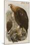 Golden Eagle-John Gould-Mounted Art Print