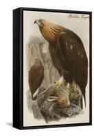 Golden Eagle-John Gould-Framed Stretched Canvas